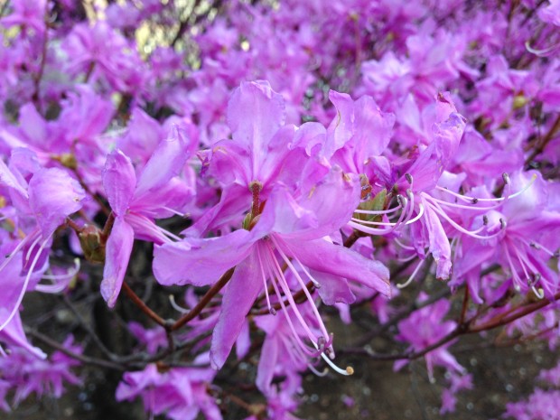 japan 1