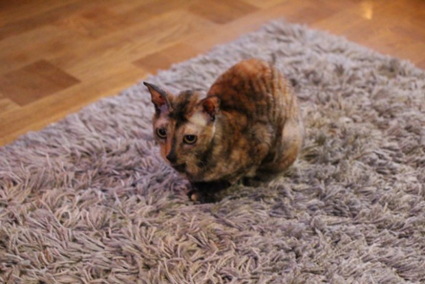 Doris
